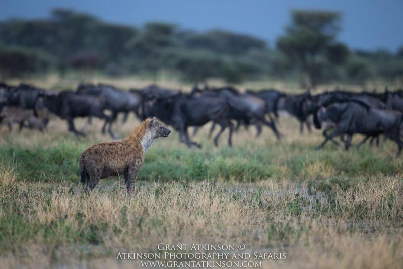 Spotted hyena and wildebeests - Copyright © Grant Atkinson